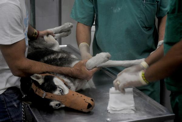 Animal atendiéndose en la clínica veterinaria