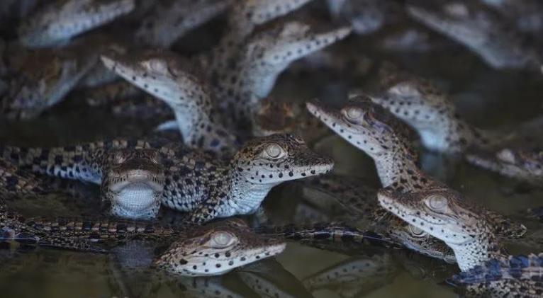 WIDER IMAGE-Científicos cubanos en una carrera para salvar al cocodrilo más raro del mundo