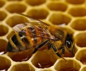 abejas-y-panales-de-miel-hexagonales