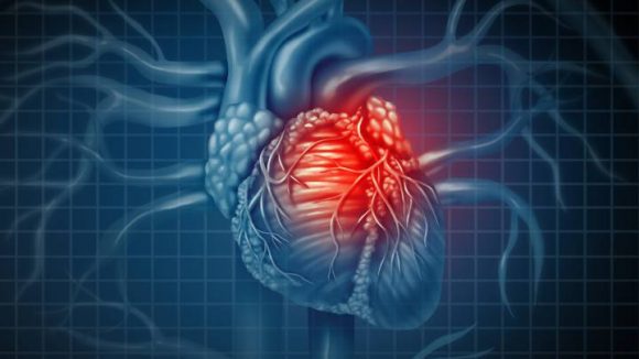 Los investigadores documentaron la entrada del virus en las células endoteliales encargadas de recubrir los vasos sanguíneos del corazón y múltiples lechos vasculares.