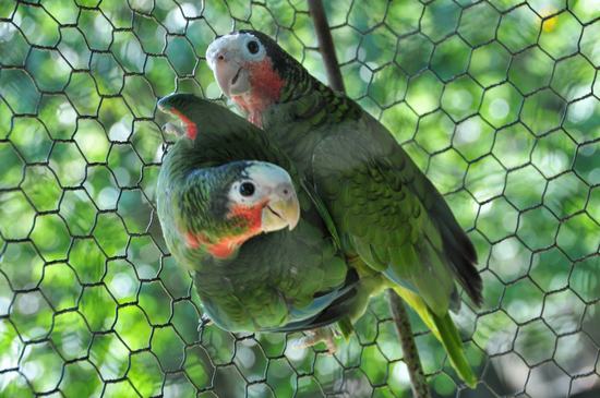 Cotorras cubanas