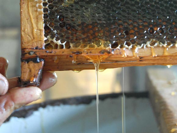Miel de abeja