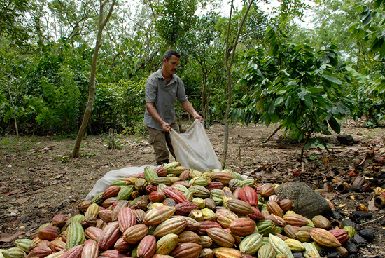 Cultivo de cacao