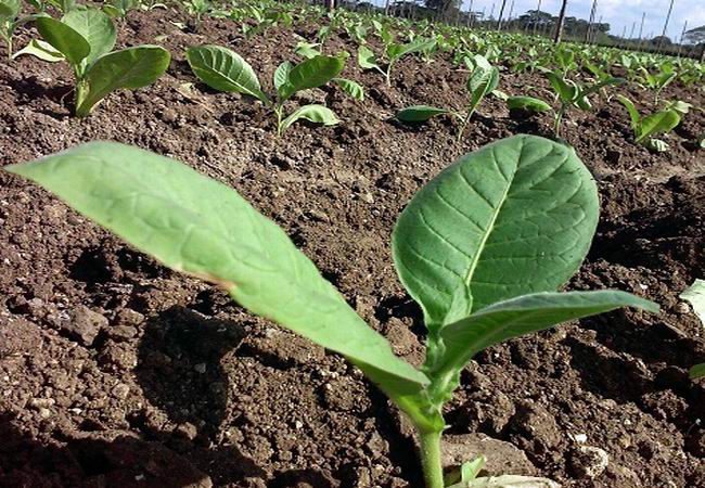 Cuba sigue apostando por el cultivo del tabaco Cuba sigue apostando por el cultivo del tabaco