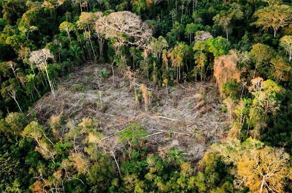 En la Amazonía, el “pulmón de planeta” con siete millones de kilómetros cuadrados de bosque tropical, hay más sequía, aumentan los incendios y la deforestación. Foto: WWF.