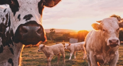 Empresas agrícolas rusas 