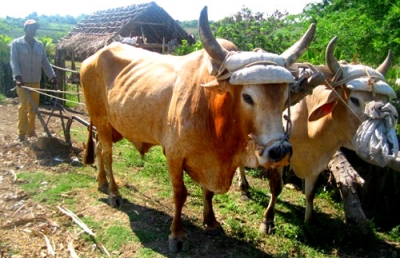 Carreta de bueyes en el campo