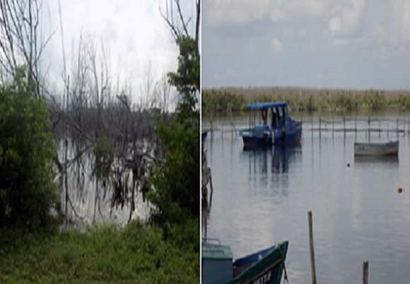 Manglares deteriorados por efectos del huracán Irma en el CP Punta Brava. Foto: Radio Caibarién.