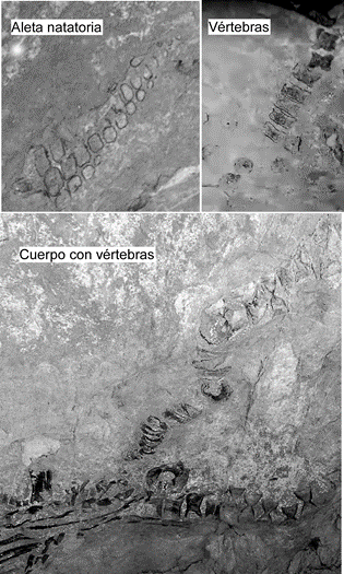 Algunos elementos del esqueleto fósil del reptil marino en estudio.