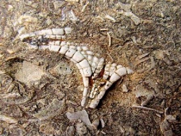 Encuentran estrella de mar fósil más antigua de Cuba en el centro-sur de la isla Encuentran estrella de mar fósil más antigua de Cuba en el centro-sur de la isla