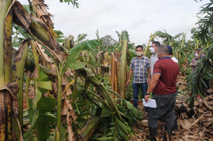 En la provincia de Artemisa las plantaciones de plátano sufrieron afectaciones. Foto: Otoniel Márquez En la provincia de Artemisa las plantaciones de plátano sufrieron afectaciones. Foto: Otoniel Márquez