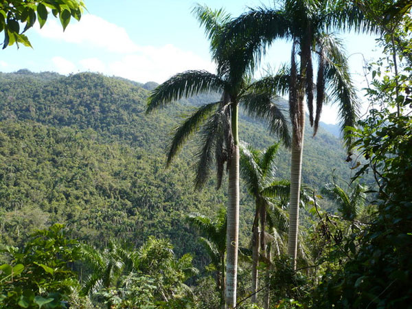 Crece en Cuba el índice de boscosidad