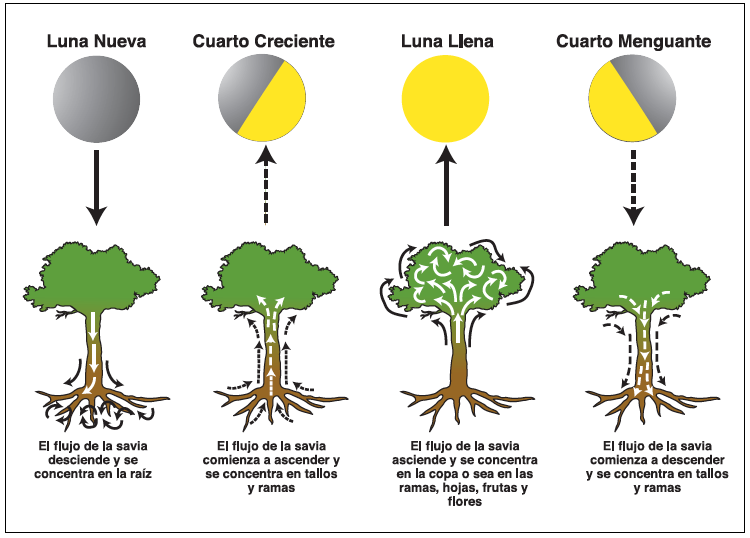 Las fases de la luna y la agricultura.