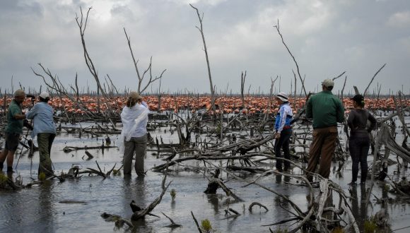 Los investigadores observan nidos de flamencos. Los investigadores observan nidos de flamencos.