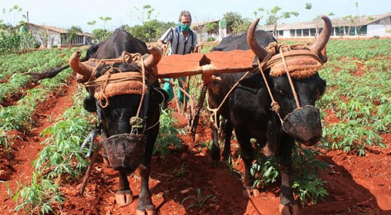 Trabajador de la agricultura