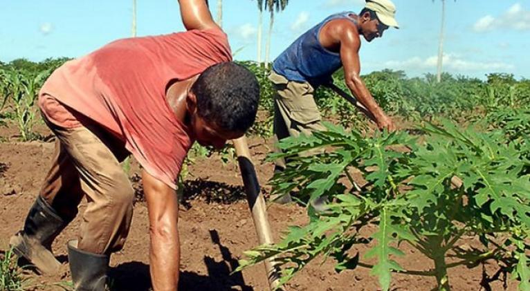 Celebra Cuba Día del Campesino