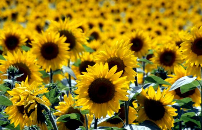 Las semillas de girasol: historia y beneficios