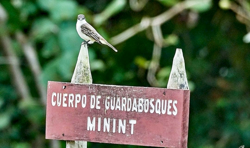 Guardabosques