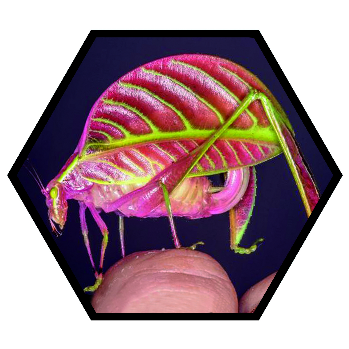 Eulophophyllum kirki