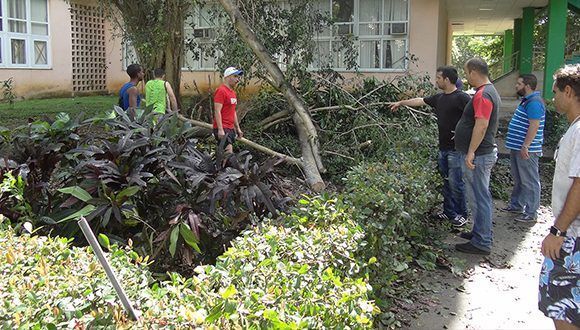 Labores de recogida de árboles caídos, poda e higienización en la Universidad. Foto: UCI