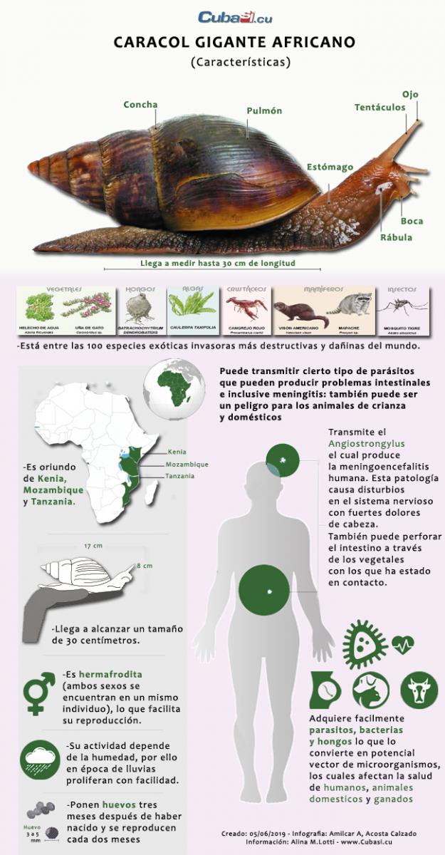 Caracol Gigante Africano (Características)