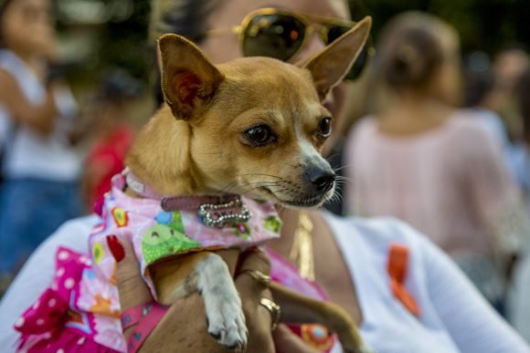 Cuba contra el maltrato animal.