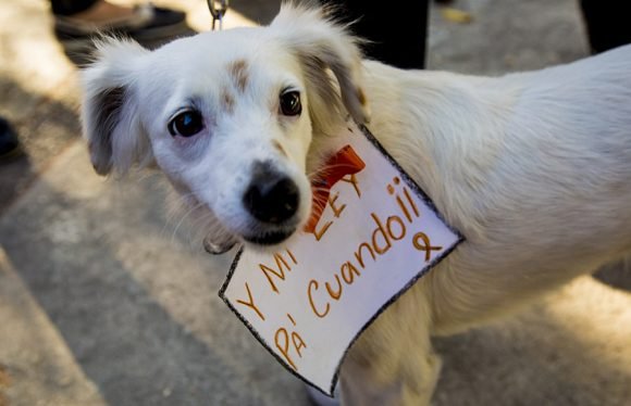  Bienestar animal en Cuba.