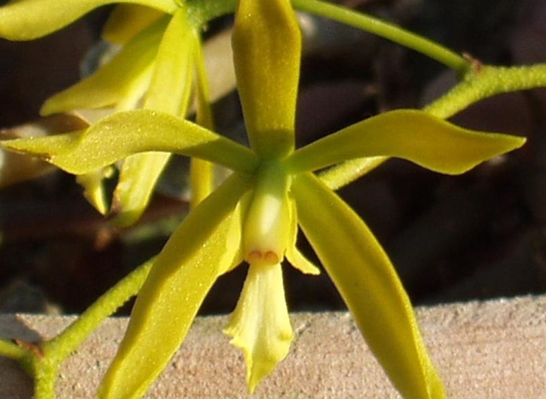 En Audio: Introduce nuevas plantas y especies endémicas Jardín Botánico de Cienfuegos