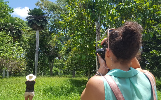 El Jardín Botánico de Cienfuegos cuenta con una de las mayores colecciones de Palmas de todo el planeta.