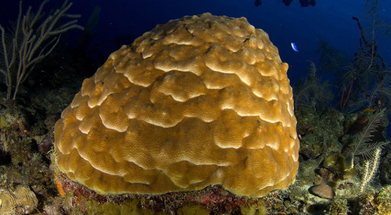 Coral de helado, cambio climático en Cuba y la Tarea Vida