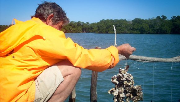 Cultivo sostenible de ostras de manglar. Cultivo sostenible de ostras de manglar.