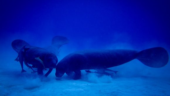 El enigmático manatí de las Indias Occidentales. El enigmático manatí de las Indias Occidentales.