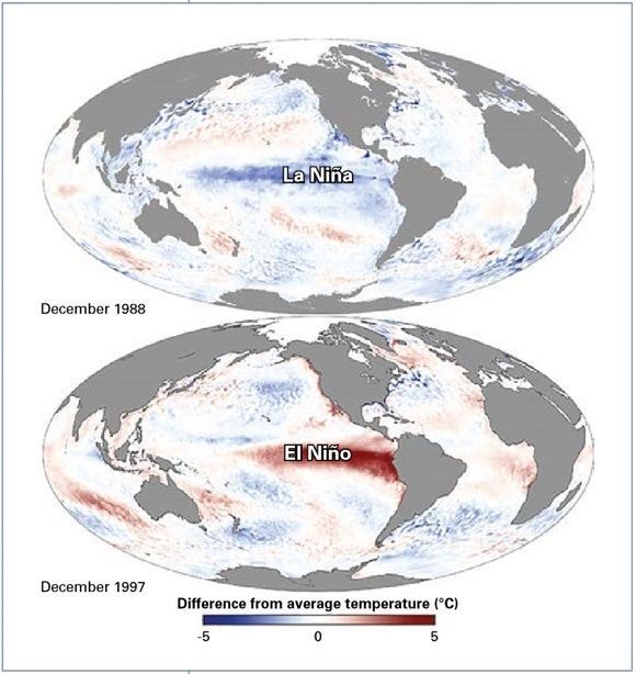 Mapas de anomalías de la temperatura superficial del mar durante eventos fuertes de La Niña y El Niño