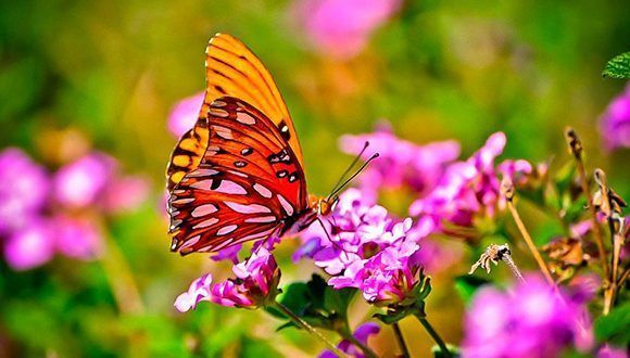 Mariposas