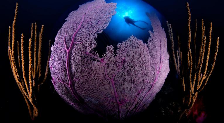 Mundial de Fotografía Subacuática