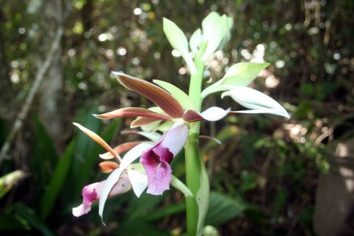 Orquídeas