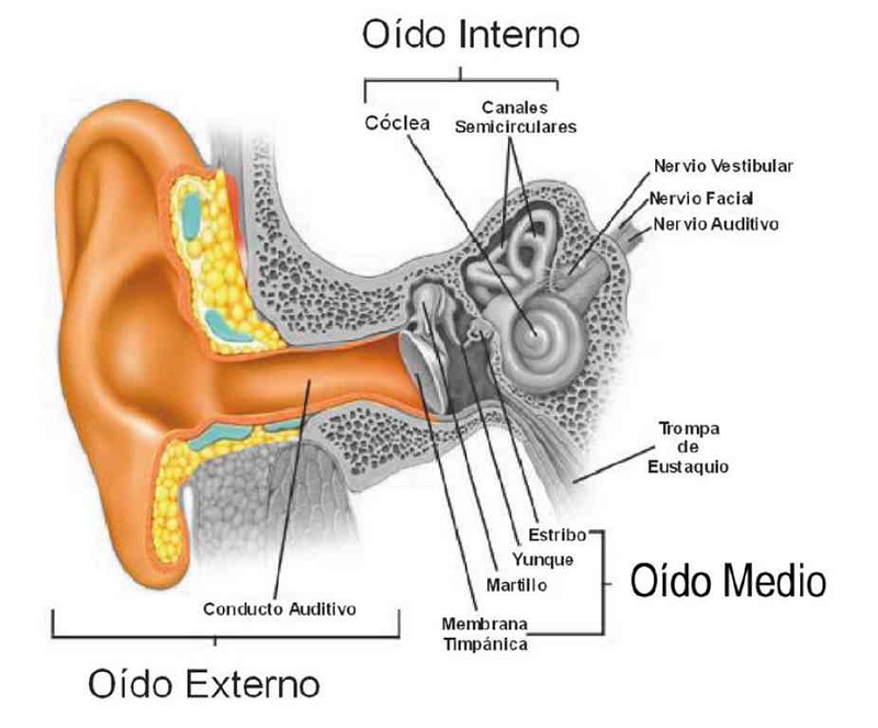 Partes del oído