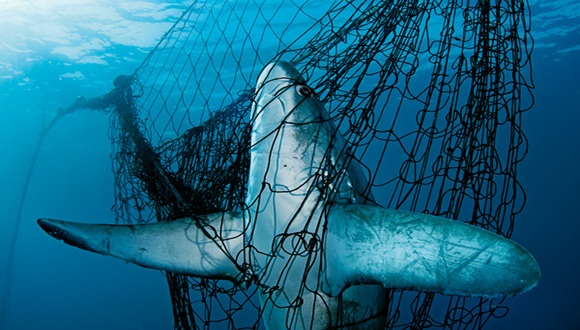 La sobreexplotación pesquera y la falta de medidas de protección marina han hecho que en 40 años algunas especies hayan desaparecido en un 75%.
