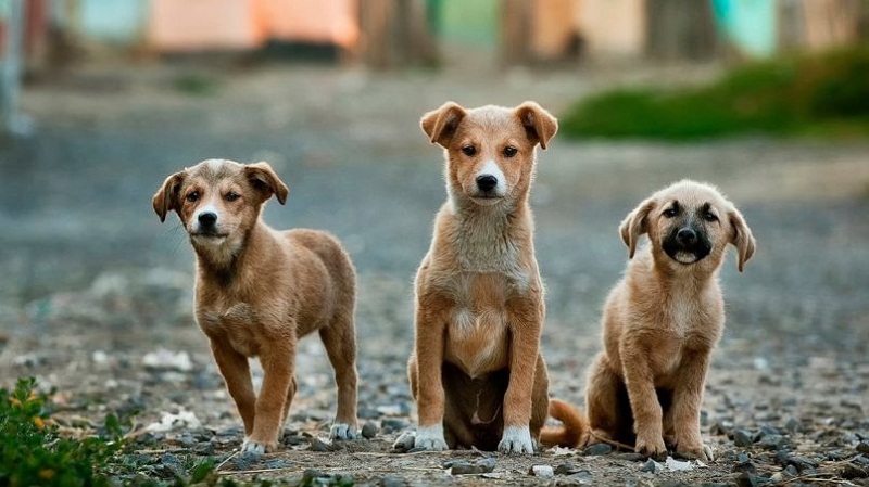 Perros callejeros sin protección animal