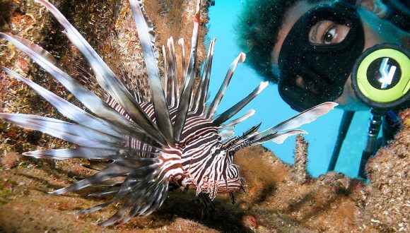 Monitoreo de poblaciones de pez león en aguas costeras. Monitoreo de poblaciones de pez león en aguas costeras.