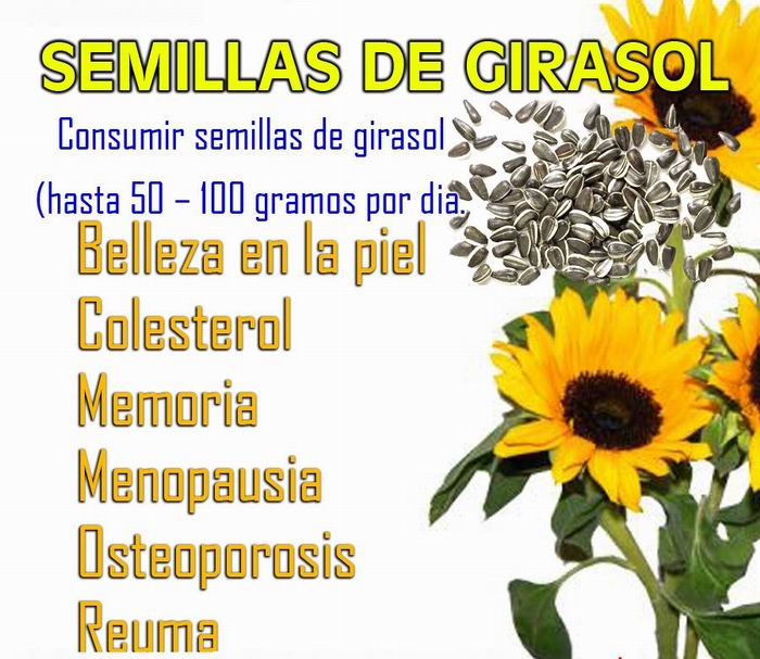 Las semillas de girasol: historia y beneficios