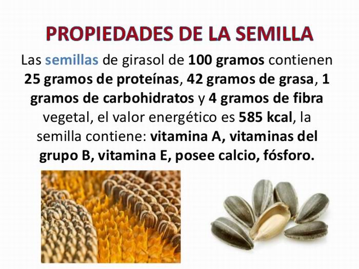 Las semillas de girasol: historia y beneficios