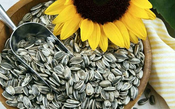 Las semillas de girasol: historia y beneficios