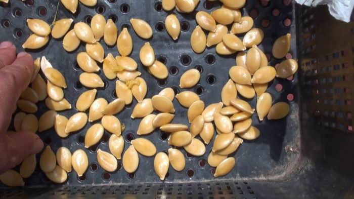 No. no deseche las semillas de calabaza