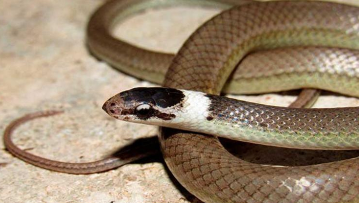 Confirman nueva especie de serpiente en Cuba