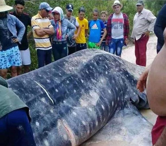Tiburón Ballena