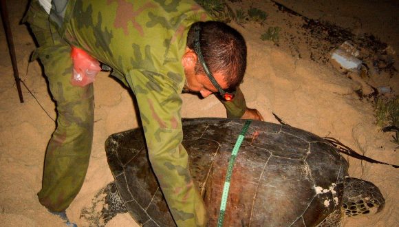 Los científicos miden las tortugas que llegan a tierra. Los científicos miden las tortugas que llegan a tierra.