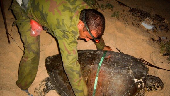 Los científicos miden las tortugas que llegan a tierra.