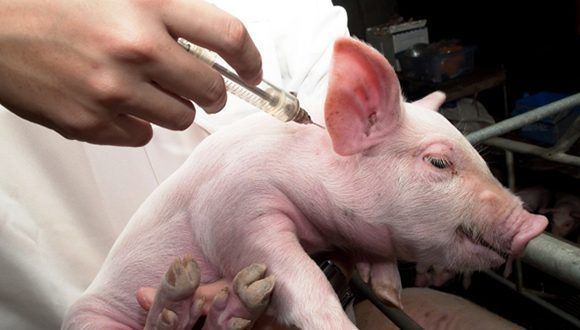 Vacunación contra peste porcina