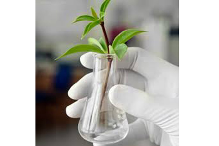 Intercambiarán sobre biotecnología vegetal en provincia cubana